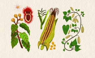 Ilustración de plantas del Kit de Saberes Wounaan Chiow